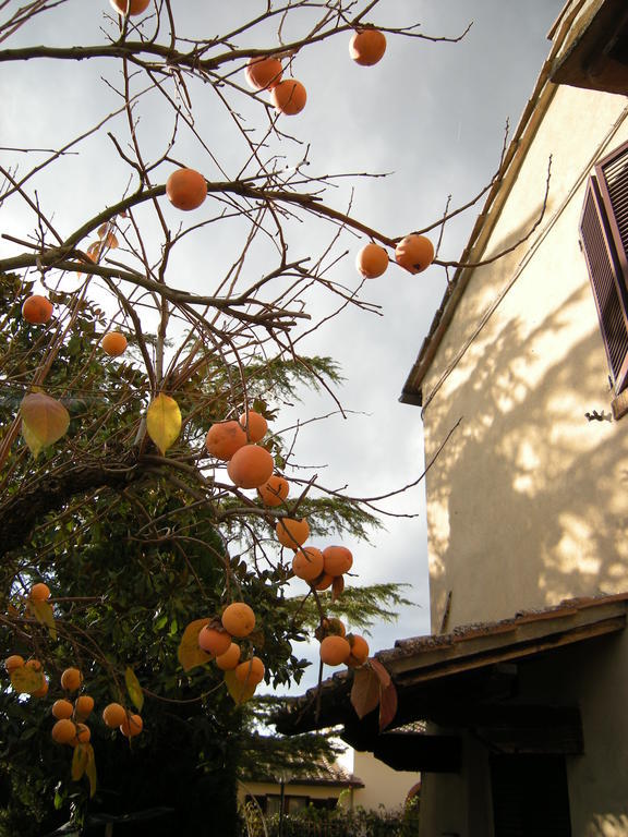 Agriturismo Il Colle Βίλα Σιένα Δωμάτιο φωτογραφία